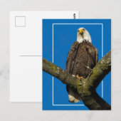 Carte Postale Aigle Bald Avec Bordure (Devant / Derrière)