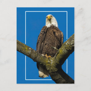 Carte Postale Aigle Bald Avec Bordure