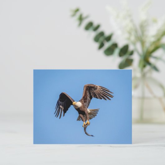 Carte Postale Aigle Bald avec un poisson (Debout devant)