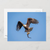 Carte Postale Aigle Bald avec un poisson (Devant / Derrière)