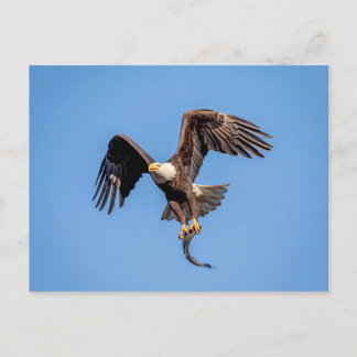 Carte Postale Aigle Bald avec un poisson