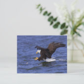 Carte Postale Aigle Bald IV (Debout devant)