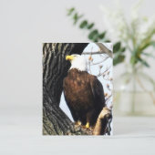 Carte Postale Aigle Balde, Fière Et Forte (Debout devant)