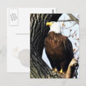 Carte Postale Aigle Balde, Fière Et Forte (Devant / Derrière)