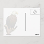 Carte Postale Aigle Balde, Fière Et Forte (Dos)