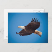 Carte Postale Aigle Balle Avec Poisson (Devant / Derrière)