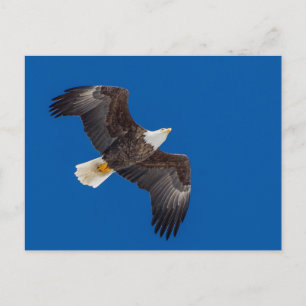 Carte Postale Aigle Balle Dans Le Ciel Bleu