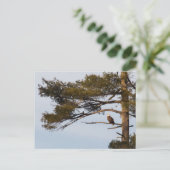 Carte Postale Aigle Balle Dans Un Arbre À Pins (Debout devant)