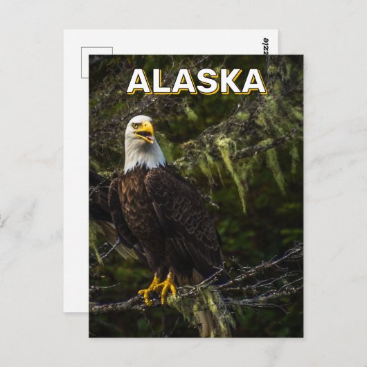 Carte Postale Aigle Balle En Alaska (Devant / Derrière)