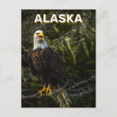 Carte Postale Aigle Balle En Alaska (Devant)