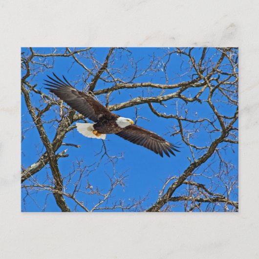Carte Postale Aigle Balle Sur Bleu (Devant)