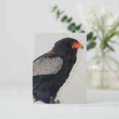 Carte Postale Aigle bateleur (Debout devant)