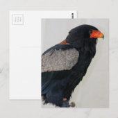 Carte Postale Aigle bateleur (Devant / Derrière)