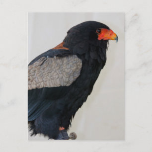 Carte Postale Aigle bateleur