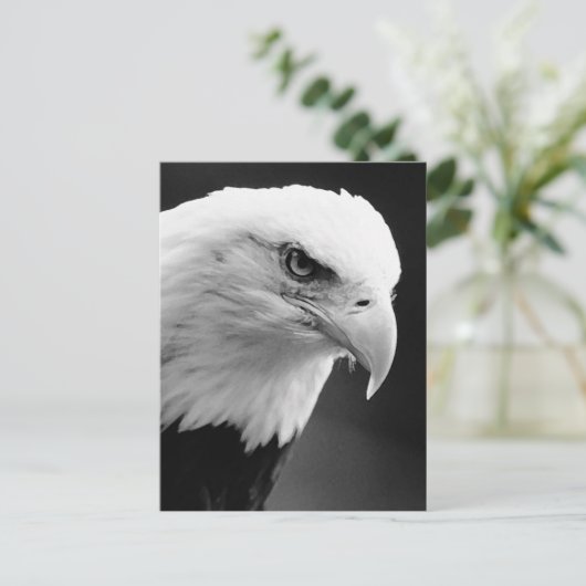 Carte Postale Aigle BW Bald (Debout devant)