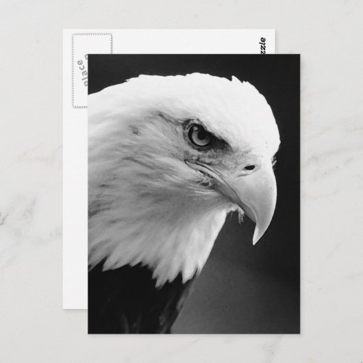Carte Postale Aigle BW Bald (Devant / Derrière)