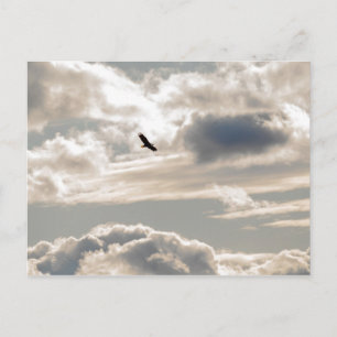 Carte Postale Aigle chauve