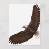 Carte Postale Aigle chauve (Devant)