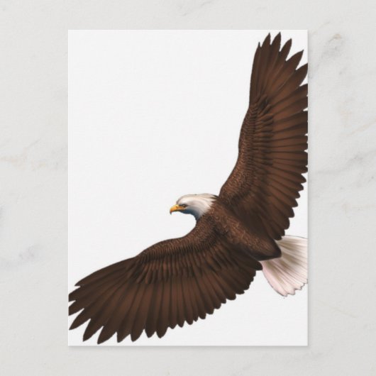 Carte Postale Aigle chauve (Devant)