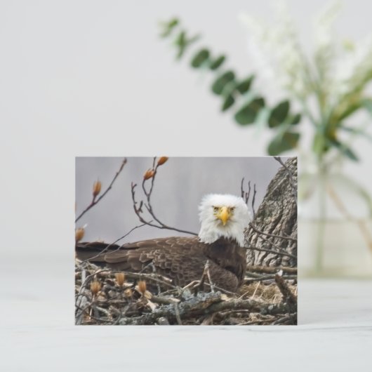 Carte Postale Aigle chauve en incubation d'un oeuf (Debout devant)