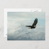 Carte Postale Aigle chauve et montagnes (Devant / Derrière)