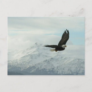 Carte Postale Aigle chauve et montagnes