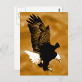 Carte Postale Aigle d'Amérique (Devant / Derrière)