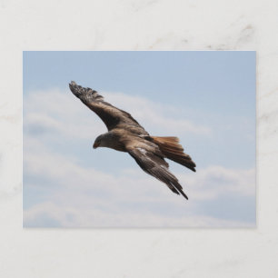 Carte Postale Aigle dans le ciel