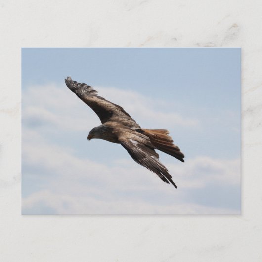 Carte Postale Aigle dans le ciel (Devant)