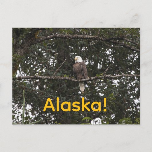 Carte Postale Aigle dans les arbres (Devant)