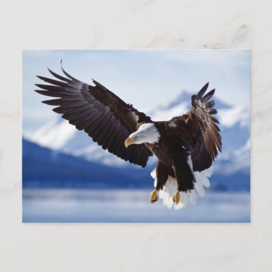 Carte Postale Aigle d'atterrissage (Devant)