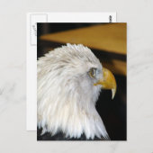 Carte Postale Aigle de Bald (Devant / Derrière)