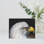 Carte Postale Aigle de Bald (Debout devant)
