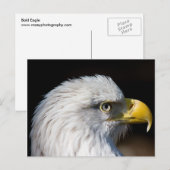 Carte Postale Aigle de Bald (Devant / Derrière)