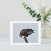 Carte Postale Aigle de Bald (Debout devant)