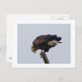 Carte Postale Aigle de Bald (Devant / Derrière)