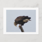 Carte Postale Aigle de Bald (Devant)