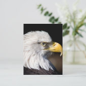 Carte Postale Aigle de Bald (Debout devant)