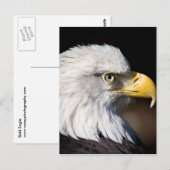 Carte Postale Aigle de Bald (Devant / Derrière)
