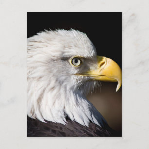 Carte Postale Aigle de Bald