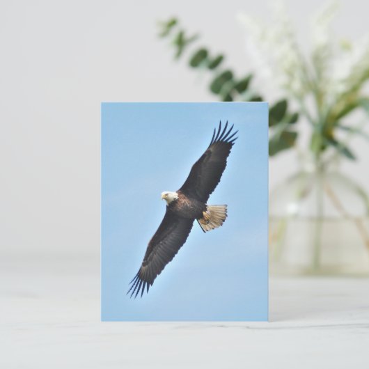 Carte Postale Aigle de Bald (Debout devant)