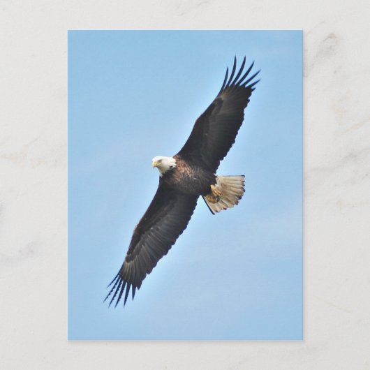 Carte Postale Aigle de Bald (Devant)