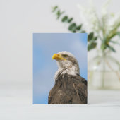 Carte Postale Aigle de Bald (Debout devant)