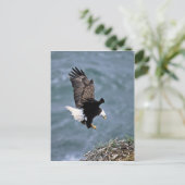Carte Postale Aigle de Bald (Debout devant)