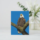 Carte Postale Aigle de Bald (Debout devant)