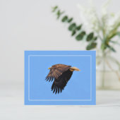 Carte Postale Aigle de Bald (Debout devant)