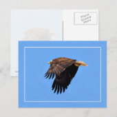 Carte Postale Aigle de Bald (Devant / Derrière)