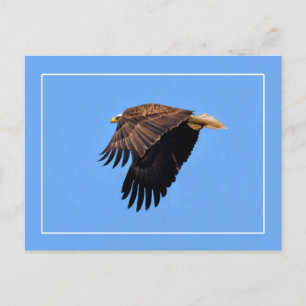Carte Postale Aigle de Bald