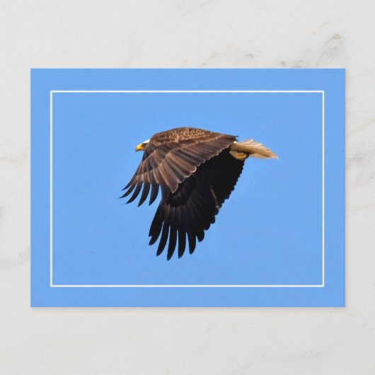 Carte Postale Aigle de Bald (Devant)