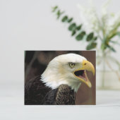 Carte Postale Aigle de Bald (Debout devant)